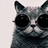 baddcat